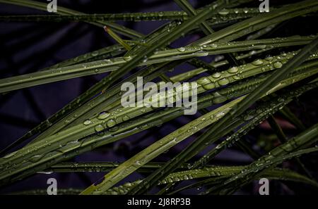 Raindrops on grass Stock Photo