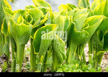 April Budding Leaves Hosta "Sagae", Spring In Garden Hostas Stock Photo