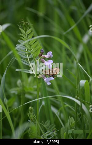 northern-chequered-Skipper on Sweet pea Stock Photo