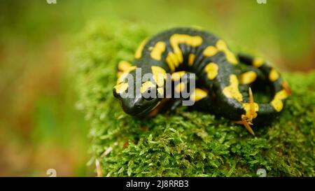 Fire Salamander Salamandra salamandra forest on moss close up detail, endangered species protected by law, indicator of clean environment, amphibian Stock Photo