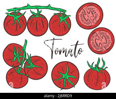 Set red tomatoes hand engraved Stock Vector
