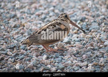 american woodcock on the ground Stock Photo