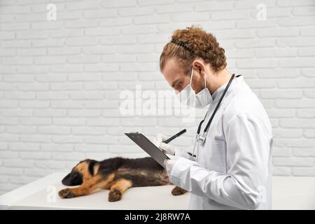 Side view of doctor wearing lab coat and hoop on head recording results of checkup of dog. Crop of male medical worker noting results in front of slee Stock Photo