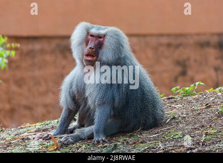 Adult male Hamadryas baboon (Papio hamadryas) resting Stock Photo