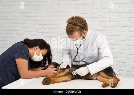 Side view of nurse stroking german puppy sleeping on white table and medical worker in lab coat and gloves using stethoscope for checking heartbeat of Stock Photo