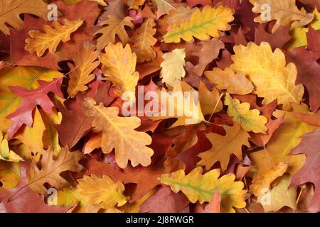 Autumn background - dried brown, red, purple, orange, yellow oak leaves. Top down view Stock Photo