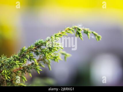 Juniper tree. Juniper branch with berries growing outside. Stock Photo