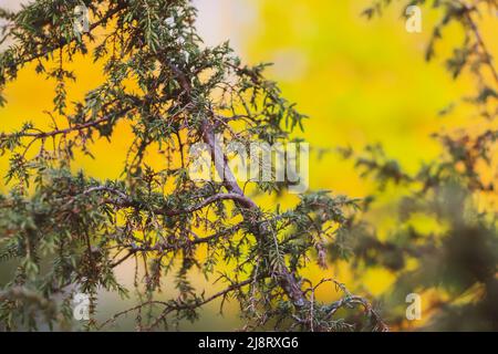 Juniper tree. Juniper branch with berries growing outside. Stock Photo