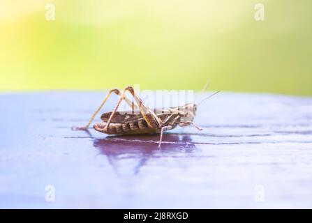 Meadow grasshopper on wooden surface close up Stock Photo