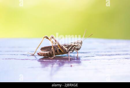 Meadow grasshopper on wooden surface close up Stock Photo