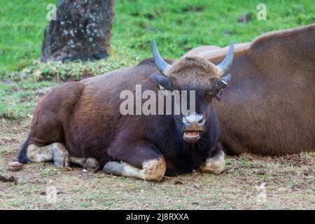 Indian Bison (Indian Guar). Strong and massively built animal with a high convex ridge on the forehead between the horn Stock Photo