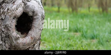 A hollow in a tree in a city park in summer. Bird's nest in a hollow tree trunk Stock Photo