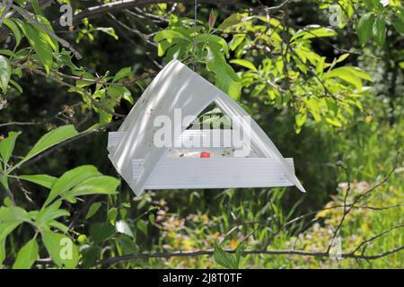 Plum fruit moth, Plum moth, Red plum maggot (Cydia funebrana, Laspeyresia funebrana, Grapholita funebrana), caught individuals on a pheromone trap. Stock Photo