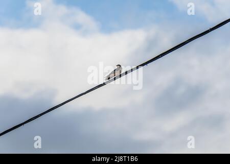 A bird on a diagonal power line Stock Photo