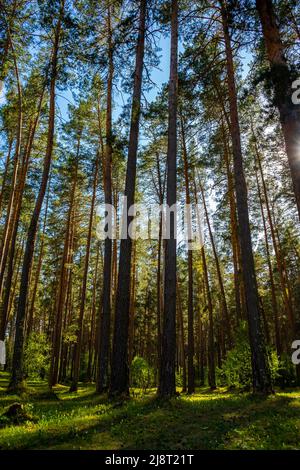 Forest with fir, spruce and pine in the Russian taiga of Gorny Altai, South Siberia, Russia Stock Photo