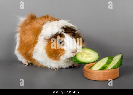 Guinea pig rosette on a gray background. Fluffy cute rodent guinea pig eating a cucumber on colored background Stock Photo