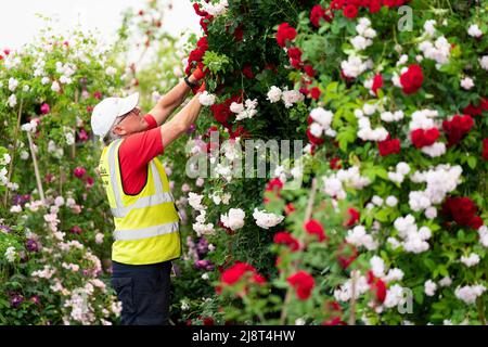 Preparations get underway ahead of the RHS Chelsea Flower Show at the Royal Hospital Chelsea in London. Picture date: Wednesday May 18, 2022. Stock Photo