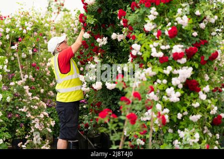 Preparations get underway ahead of the RHS Chelsea Flower Show at the Royal Hospital Chelsea in London. Picture date: Wednesday May 18, 2022. Stock Photo