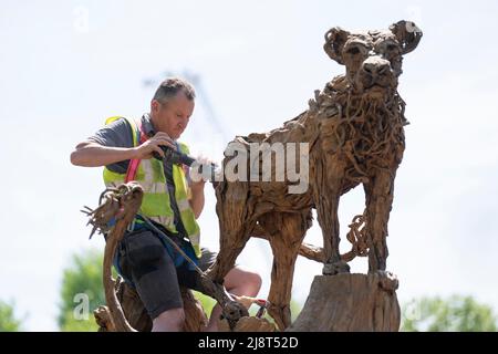 Preparations get underway ahead of the RHS Chelsea Flower Show at the Royal Hospital Chelsea in London. Picture date: Wednesday May 18, 2022. Stock Photo