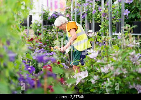 Preparations get underway ahead of the RHS Chelsea Flower Show at the Royal Hospital Chelsea in London. Picture date: Wednesday May 18, 2022. Stock Photo