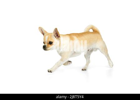 Studio shot of cute small chihuhua dog walking around, posing in motion isolated over white background Stock Photo