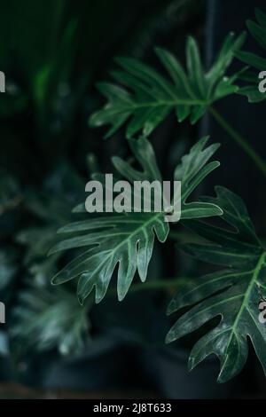 Fresh green Xanadu plant leaves dark background Stock Photo