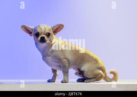 Portrait of cute chihuahua dog sitting, attentively looking, posing isolated over purple studio background in neon light. Stock Photo
