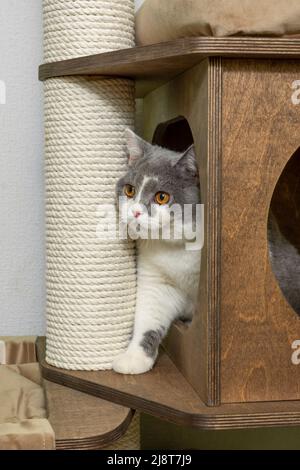 Cute pet cat of the British shorthair breed is playing on a cat tree at home Stock Photo