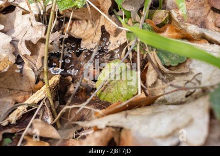 spider web in foliage with water drops close up Stock Photo