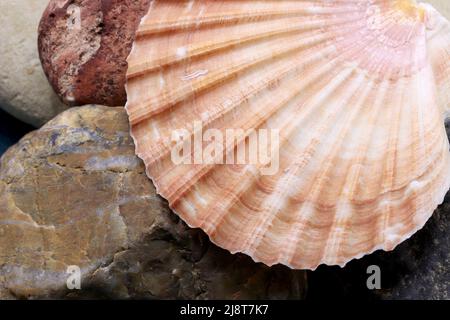 Close-up seashell on a background Stock Photo