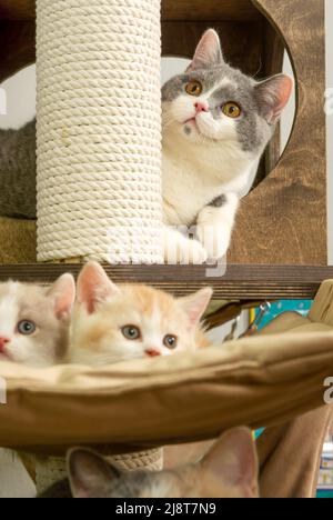 Cute pet cat of the British shorthair breed is playing on a cat tree at home Stock Photo