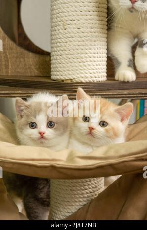 Cute pet cat of the British shorthair breed is playing on a cat tree at home Stock Photo