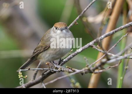 Close up of a wild, female Eurasian blackcap (Sylvia atricapilla) isolated outdoors perching in natural woodland habitat in winter. Stock Photo
