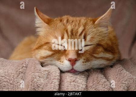 Sleeping cute orange fluffy cat in a home bed. Close-up portrait. Domestic adult senior tabby cat having a rest. Pet therapy. Stock Photo
