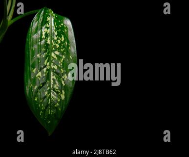 Dieffenbachia plant with large leaves on black background with copy space. Dark green leaves with white spots, close up. Fresh houseplant. Stock Photo