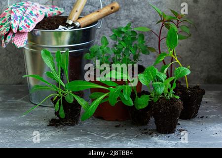 Flower seedlings, soil, gardening tools and gloves on a concrete table. Stock Photo