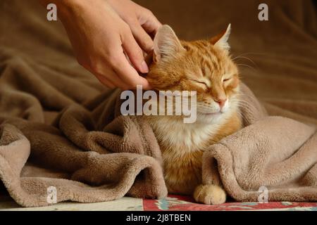 Sleeping cute ginger cat in a home bed. Woman stroking her cat. Domestic adult senior tabby cat having a rest. Pet therapy. Stock Photo