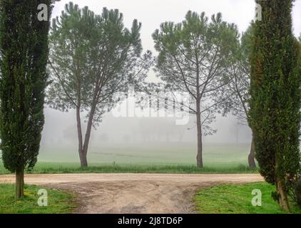 Landscape with empty country road through trees in foggy morning. Tuscany, Italy Stock Photo