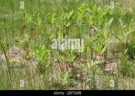 A Side View of Sensitive Ferns in a Grassy Field Stock Photo