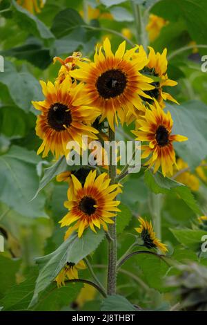 Group of sunflowers with honeybees in a field of sunflowers Stock Photo ...