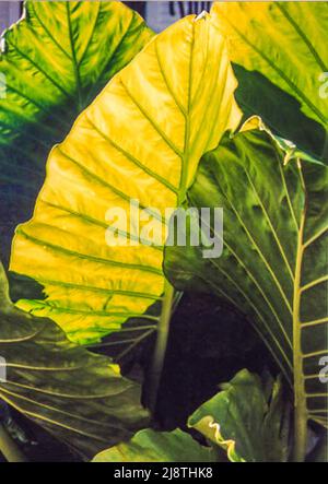 Leaves of green and yellow elephant ears in the garden Stock Photo - Alamy