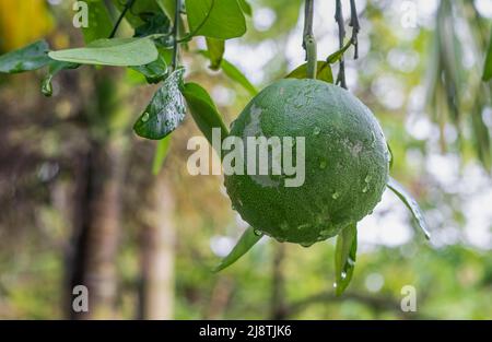 Close up shot of hanging raw pomelo fruit with water drops on the tree Stock Photo