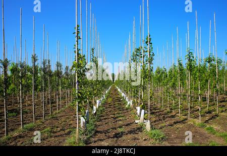 View on symmetrical rows wood sticks with tree seedlings in plant nursery, blue sky - Netherlands Stock Photo