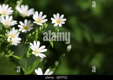 Spring meadow with green grass and white flowers of Greater Stitchwort (Stellaria holostea). Floral background, beauty of nature Stock Photo