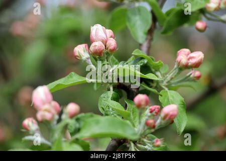 Apple blossom on a branch in spring garden. Pink buds and flowers with green leaves Stock Photo