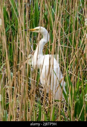 Great egret, Ardea alba. A bird caught a small fish Stock Photo - Alamy