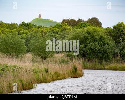Glastonbury Tor from Ham Wall the RSPB reserve on the Somerset levels UK Stock Photo