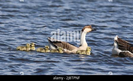 Swan goose Anser cygnoides with family of goslings out swimming on a lake in Spring Stock Photo