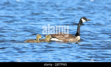 Canada goose parents Branta canadensis swimming with goslings on a lake in Springtime Stock Photo