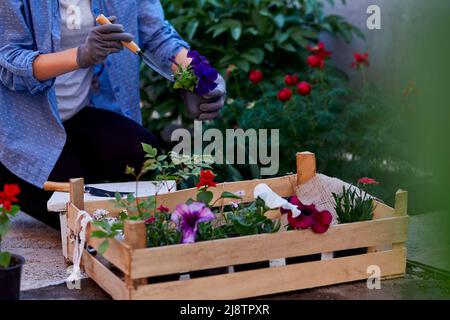 Woman gardener holds wooden box with flowers pots. Home gardening, spring garden. Small business - flower shop, flowerpot, freelancer, gardening. Cott Stock Photo